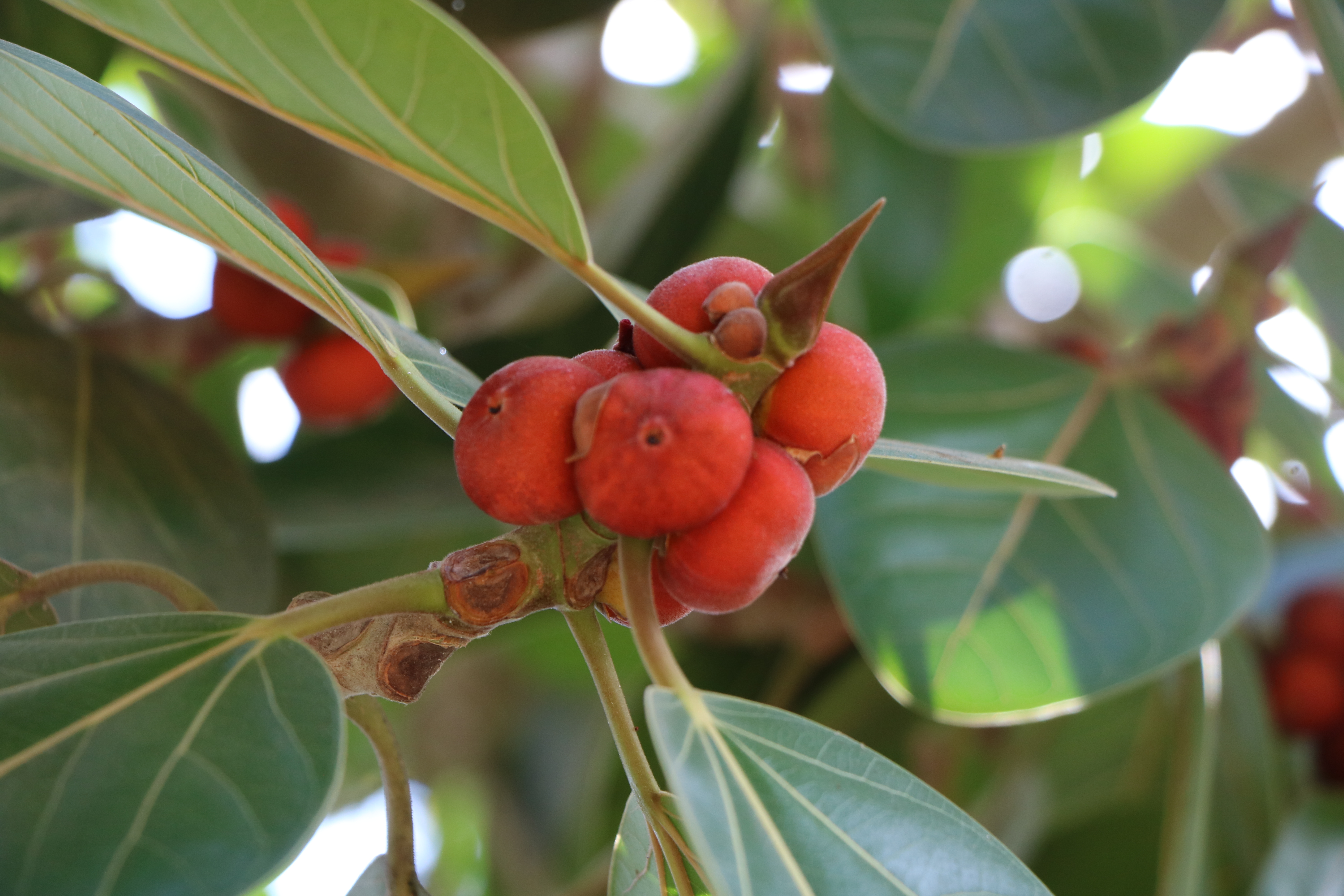 ficus benghalensis